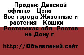  Продаю Данской сфинкс › Цена ­ 2 000 - Все города Животные и растения » Кошки   . Ростовская обл.,Ростов-на-Дону г.